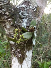 Trichocentrum pumilum