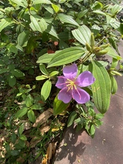 Pleroma semidecandrum