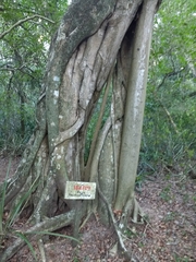 Ficus luschnathiana