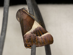 Niceteria macrocosma