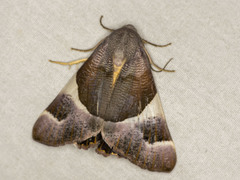 Niceteria macrocosma