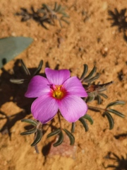Oxalis callosa