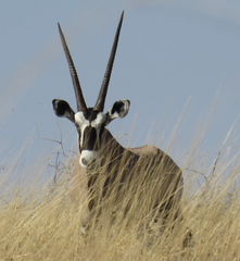 Oryx gazella
