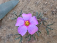 Oxalis callosa