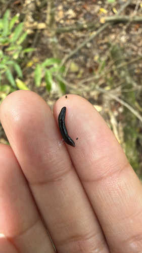 Endeavouria septemlineata observed 2026-01-14