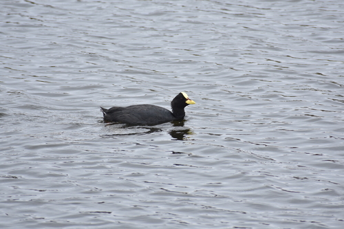 Red-gartered Coot (Fulica armillata)