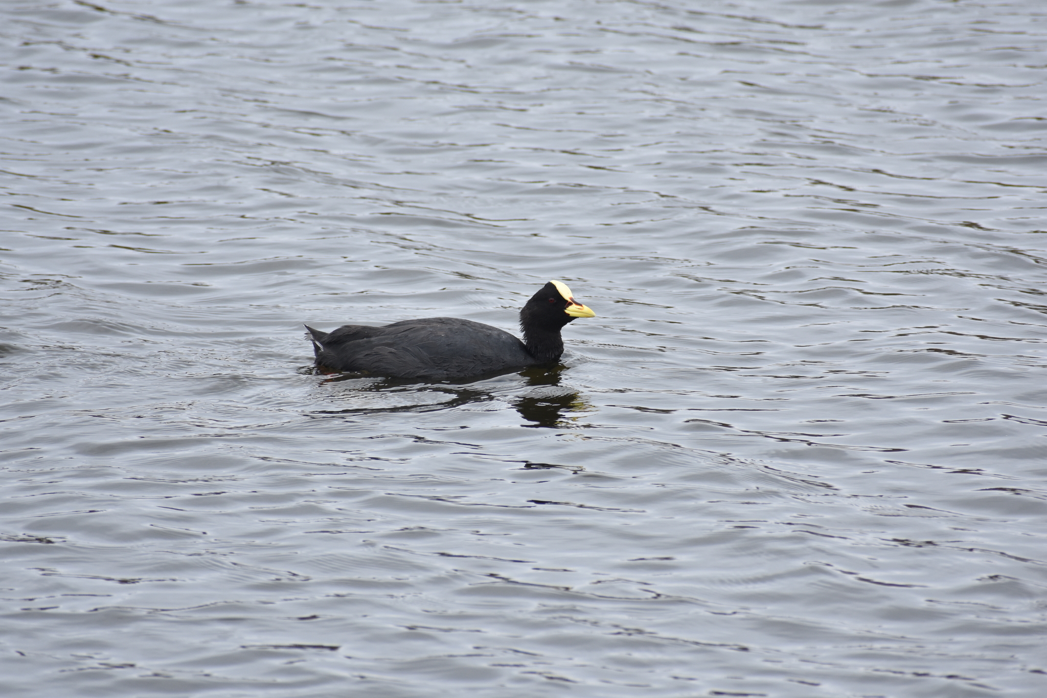 Red-gartered Coot (Fulica armillata), photo 1