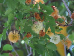 Pararchidendron pruinosum