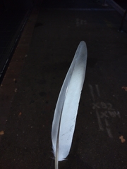 Columba livia domestica