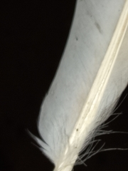 Columba livia domestica