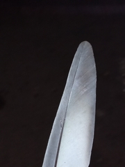 Columba livia domestica