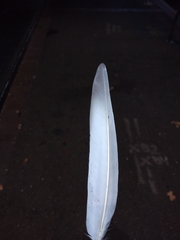 Columba livia domestica