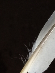 Columba livia domestica