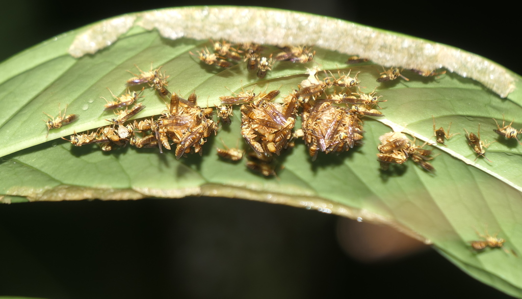 Leipomeles dorsata