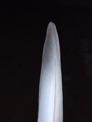 Columba livia domestica