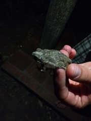 Rhinella major