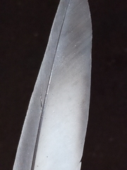 Columba livia domestica