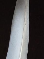 Columba livia domestica