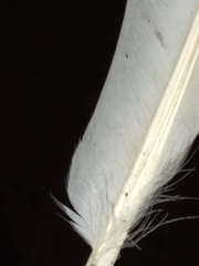 Columba livia domestica