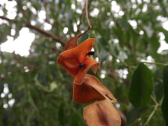 Pararchidendron pruinosum