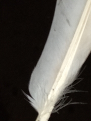 Columba livia domestica