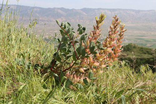 Astragalus tashqurghanicus