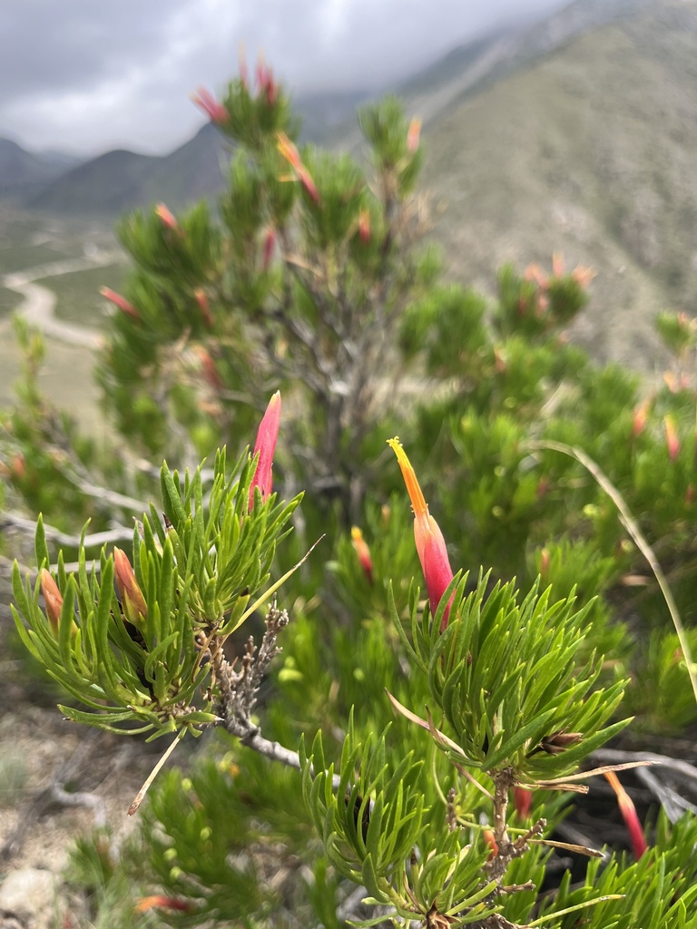 Mutisia linifolia