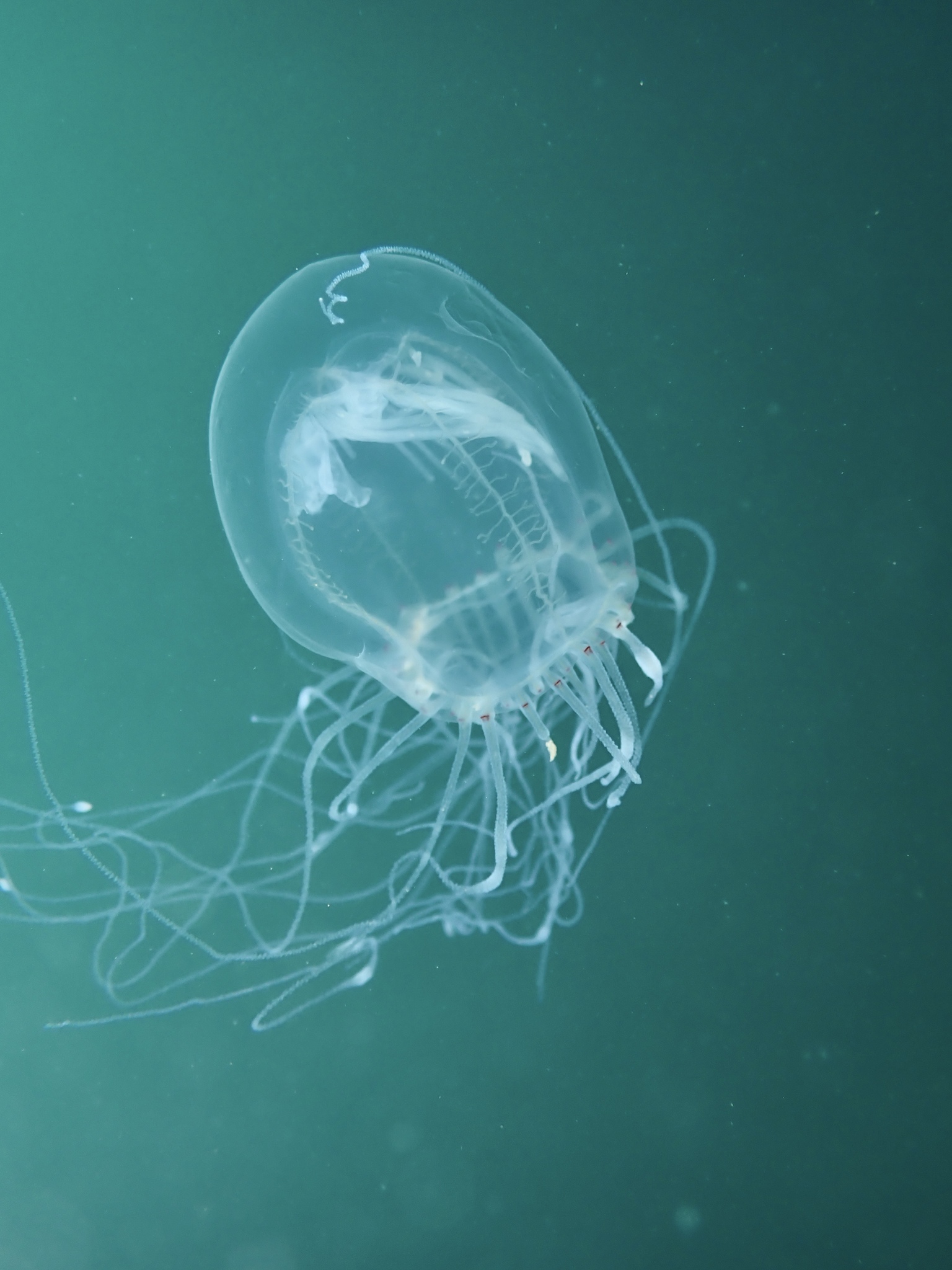 Polyorchis penicillatus (Eschscholtz, 1829)