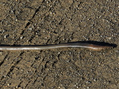 Microchaetus klopperi
