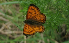 Lycaena edna