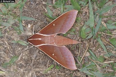 Theretra pallicosta