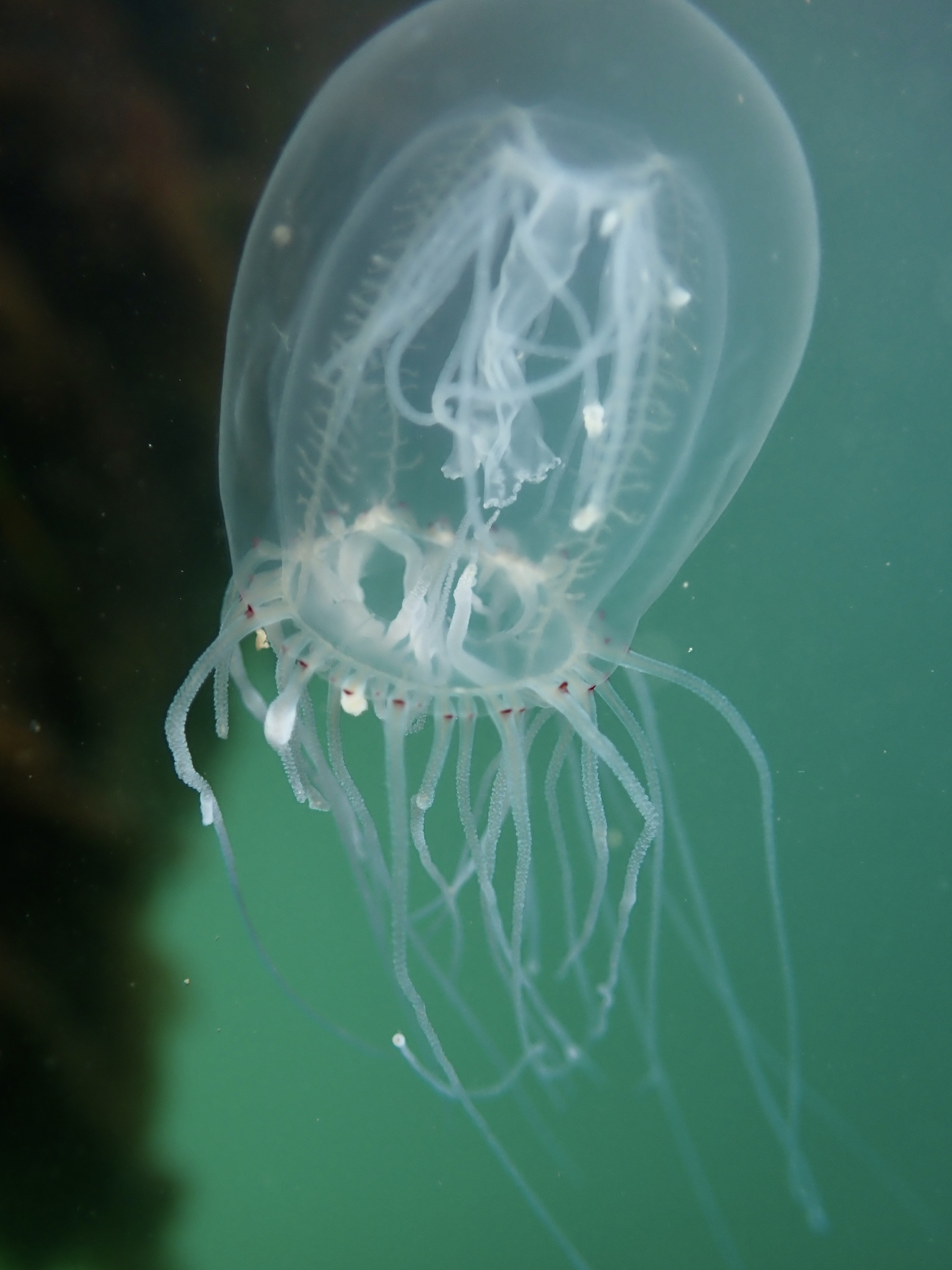Polyorchis penicillatus (Eschscholtz, 1829)