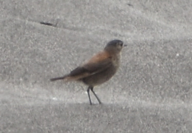 Austral Negrito (Lessonia rufa), photo 10