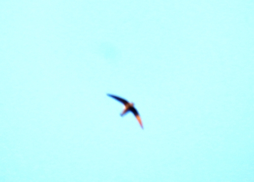 House Swift (Apus nipalensis)
