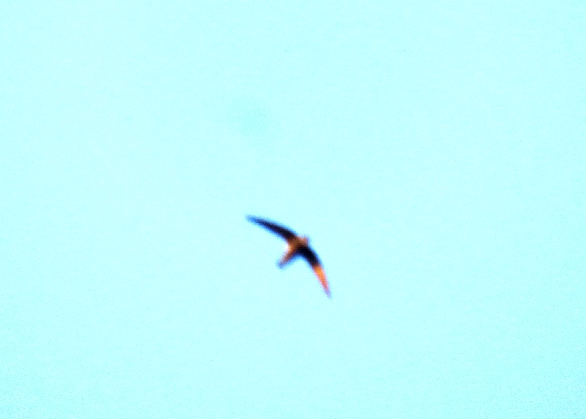 House Swift (Apus nipalensis), photo 1