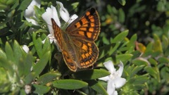 Lycaena salustius