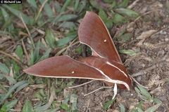 Theretra pallicosta