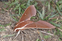 Theretra pallicosta