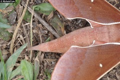 Theretra pallicosta