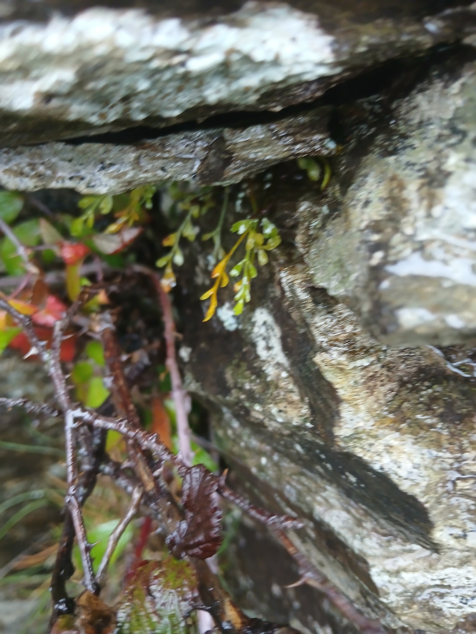 Asplenium ×alternifolium Wulfen 2