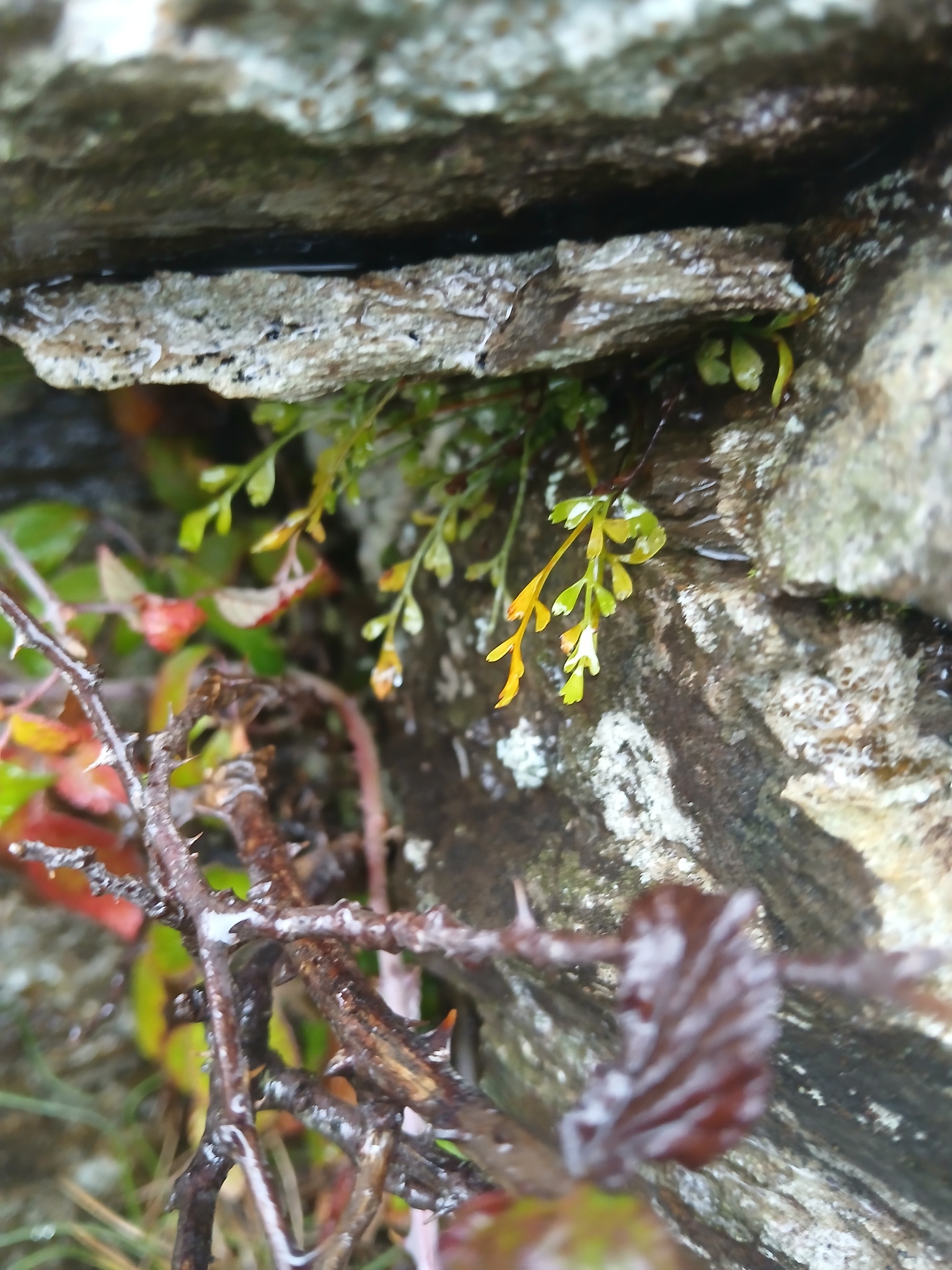Asplenium ×alternifolium Wulfen 3