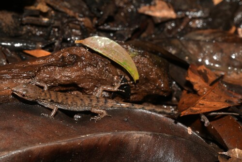 Brook’s Keeled Skink