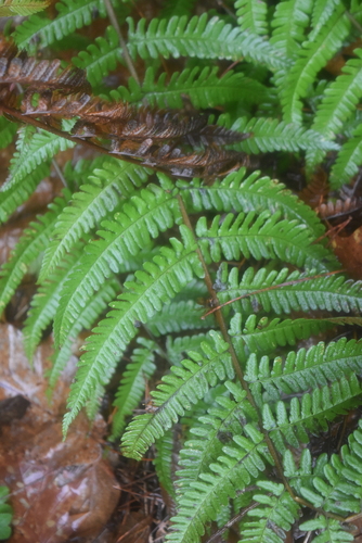 Cévennes Male-fern (Dryopteris ardechensis)