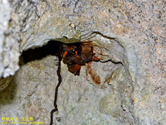 Cynopterus brachyotis