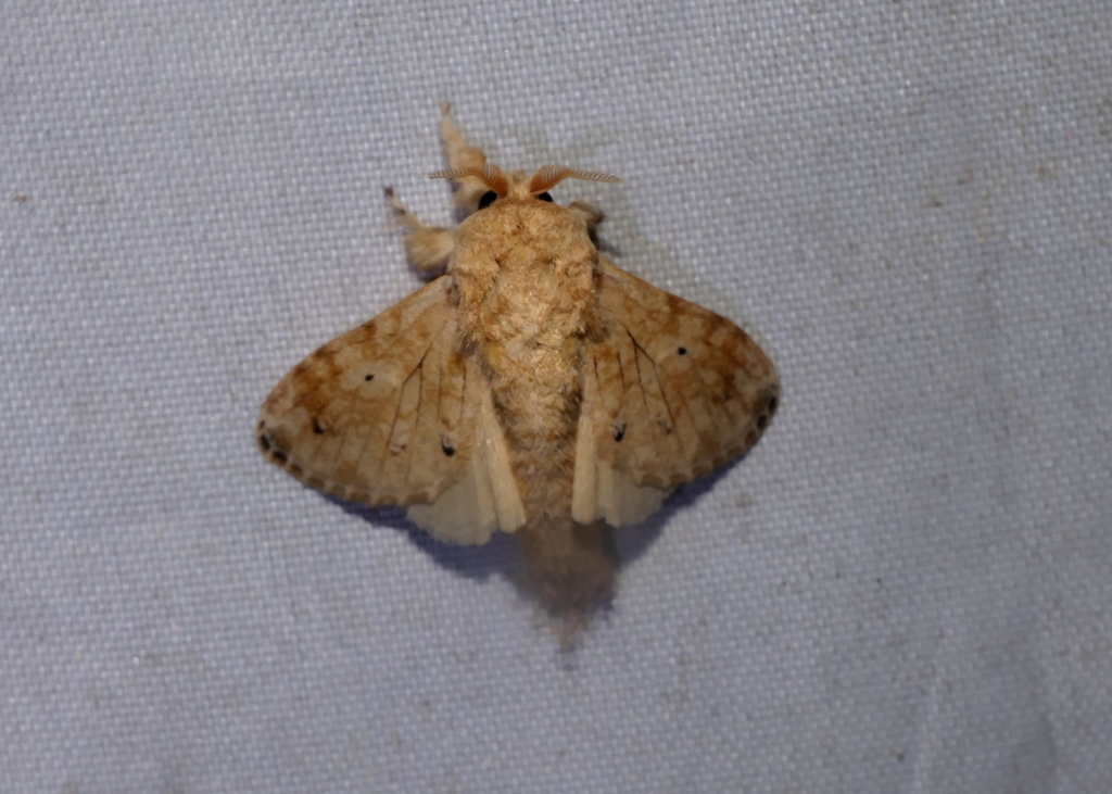 Tolype lasthenioides
