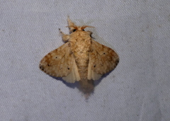 Tolype lasthenioides