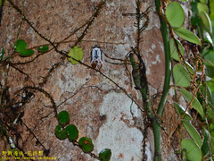 Penthicodes farinosus