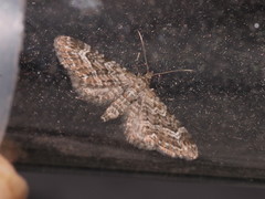 Eupithecia nanata