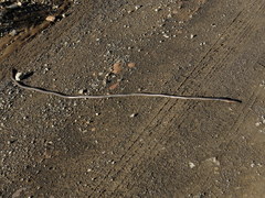 Microchaetus klopperi