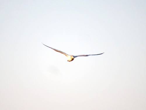 Vega Gull (Larus vegae), photo 3